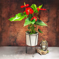 Red Anthurium