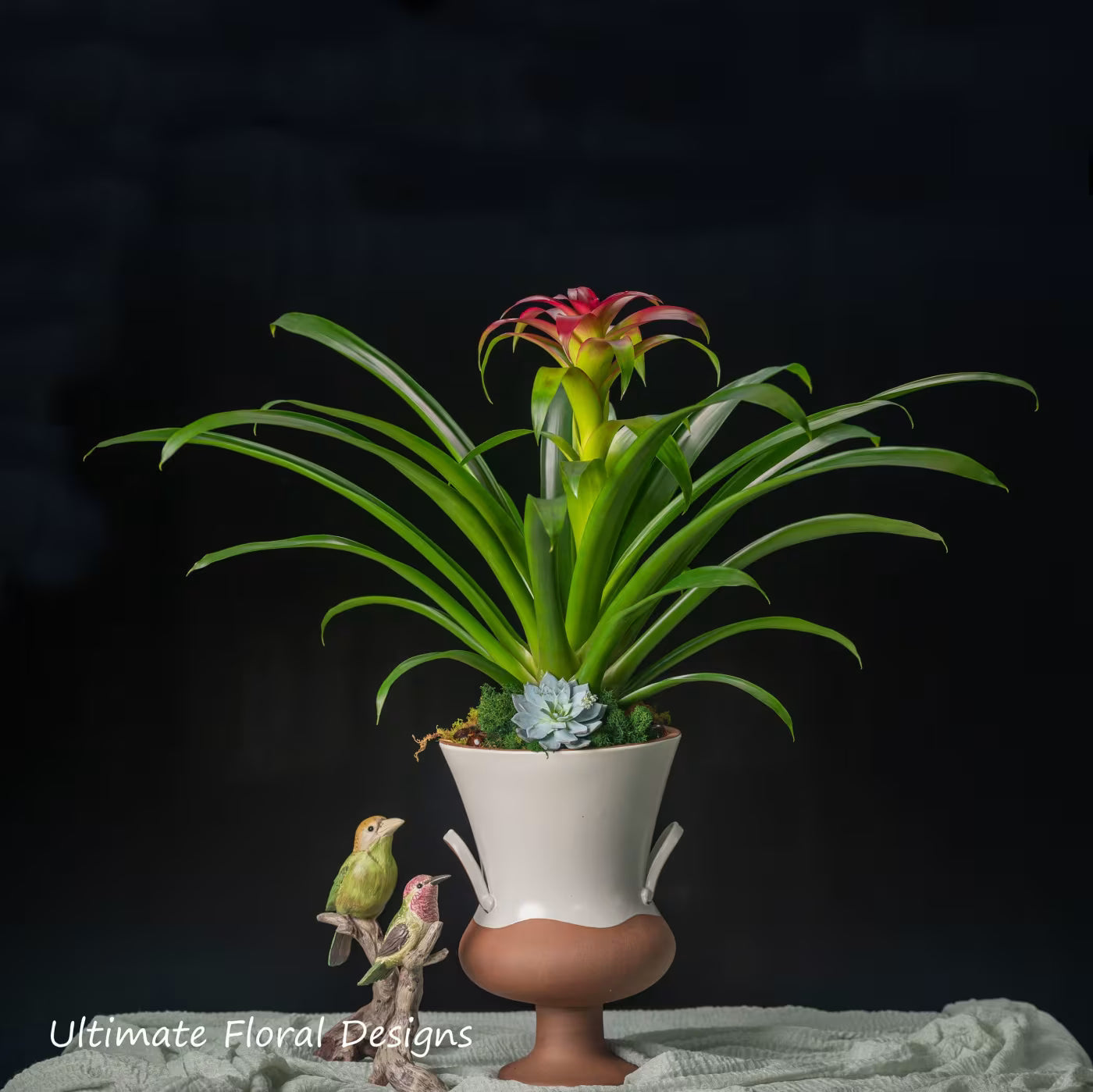 Red Bromeliad plant